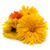 Calendula officinalis Pacific Beauty Mix Seed