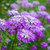 Candytuft, Tall Mix Seed