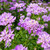 Candytuft, Tall Mix Seed