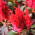 Celosia Forest Fire Scarlet Seed
