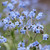 Chinese Forget-Me-Not (Cynoglossum Amabile) Seed