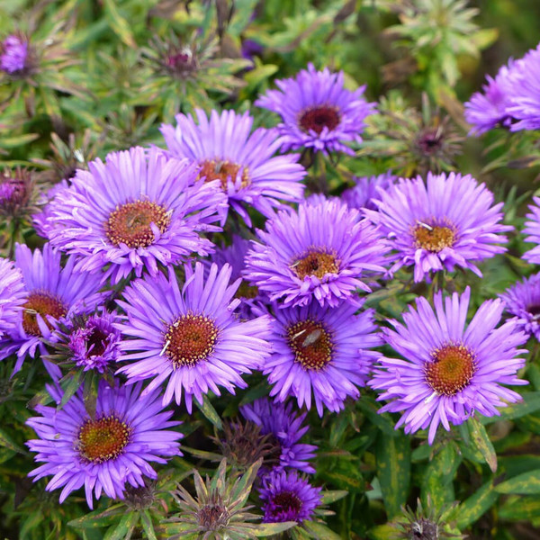 New England Aster Seed