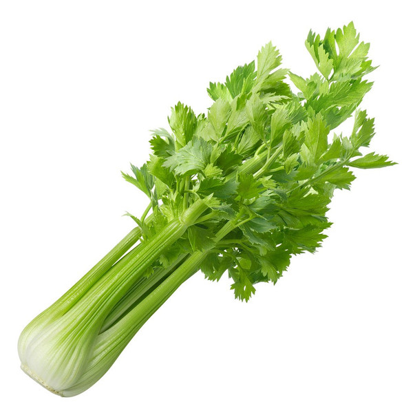 Tall Utah 52-70 Celery Seed