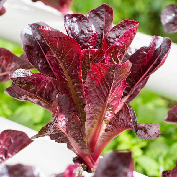 Super Red Romaine Lettuce Heirloom Seed