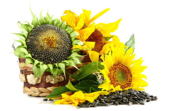 Premium Black Oil Sunflower Seeds