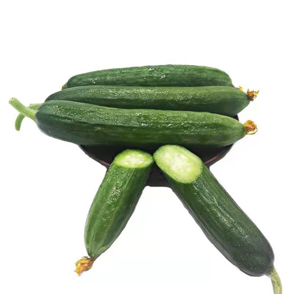 Slicing Cucumber Assorted Set of Seeds, ~1,200 Seeds