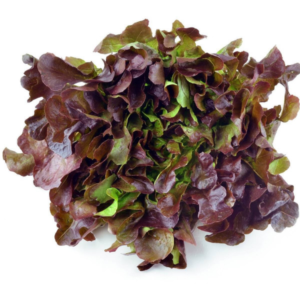 Lettuce Seed Assortment Kit ~12,000 Seeds