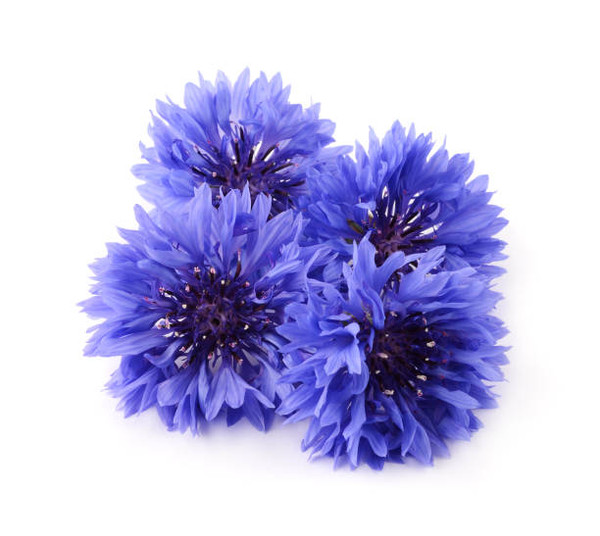 Bachelor Button Cornflower Dwarf Blue Jubilee Gem Seed