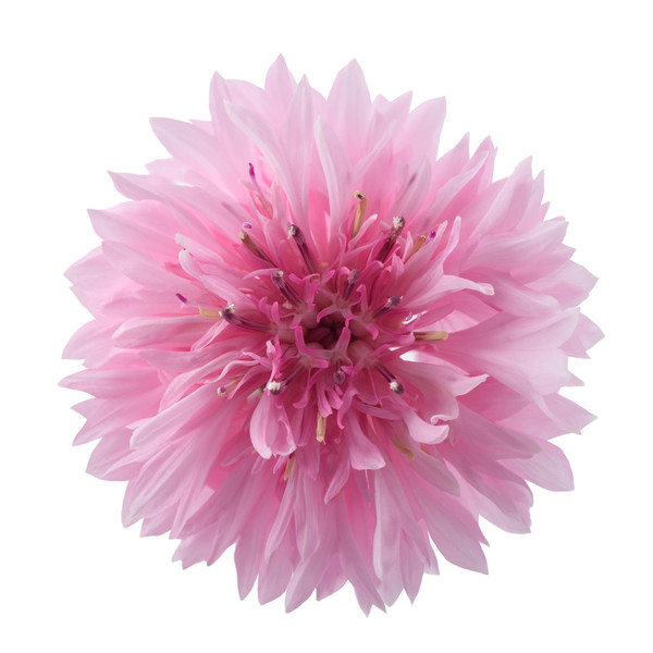 Bachelor Button (Centaurea cyanus) Tall Pink Seed