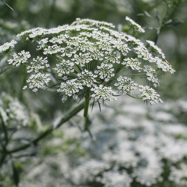 Bishops Flower (Ammi Majus) Seed