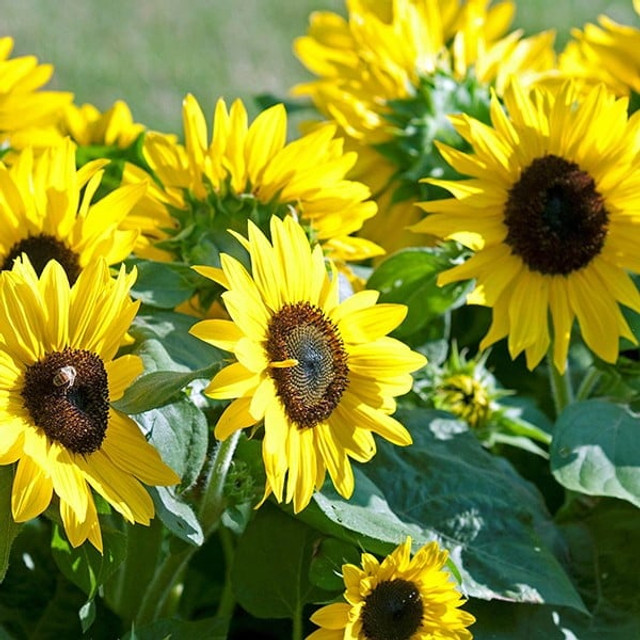 Charming Sunspot Dwarf Sunflower Heirloom Seeds at Todd's Seeds ...