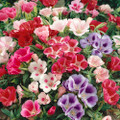 Clarkia amoena, Godetia Dwarf  Seed mix