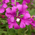 Clarkia elegans, Clarkia Mix Seed