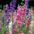 Larkspur Giant Imperial Mix Seed