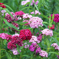 Dianthus, Sweet William, Single Mix Seed