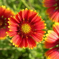 Perennial Gaillardia (Gaillardia aristata) Seed