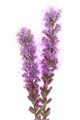 Gayfeather (Liatris Spicata) Seed