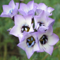 Bird's Eyes (Gilia Tricolor) Seed