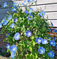 Morning Glory, Heavenly Blue Seed