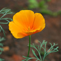 California Poppy, Orange (Eschscholzia Californica) Seed