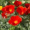 California Poppy, Red Chief (Eschscholzia Californica) Seed