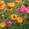 Strawflower (Helichrysum montrrosum) Seed