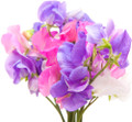 Sweet Pea, Knee High Mix (Lathyrus odoratus)  Seed