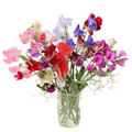 Sweet Pea, Royal Family Mix (Lathyrus odoratus)  Seed