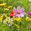 Cut Flower Mix Seed