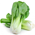 Chinese Cabbage - Pak Choy White Stem Cabbage Seed