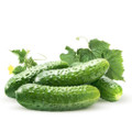 Boston Pickling Cucumber Seed