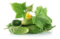 National Pickling Cucumber Seed