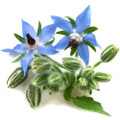 Borage Herb Seed