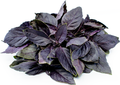 Basil, Purple Dark Opal Herb Seed