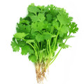 Coriander (Split Seed Cilantro) Slo-Bolting Herb Seed