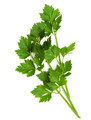 Lovage Herb Seed