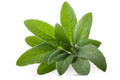 Sage, Broad Leaf Herb Seed