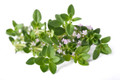 Thyme Vulgaris Herb Seed