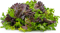 Garden Mesclun Blend Lettuce Seed