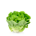 Bibb Butterhead Lettuce Seed