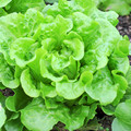 Buttercrunch Butterhead Lettuce Seed