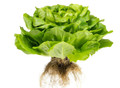 Tom Thumb Butterhead Lettuce Heirloom Seed