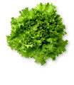 Grand Rapids TBR Leaf Lettuce Heirloom Seed