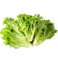 Green Ice Leaf Lettuce Heirloom Seed