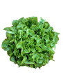 Vegetable Seeds/Lettuce/Leaf