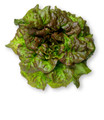 Ruby Leaf Lettuce Heirloom Seed