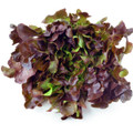 Salad Bowl - Red Leaf Lettuce Heirloom Seed