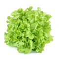 Tango Leaf Lettuce Heirloom Seed