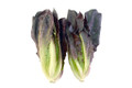 Red Romaine Lettuce Heirloom Seed