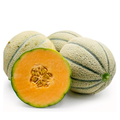 Honey Rock Melon Heirloom Seed